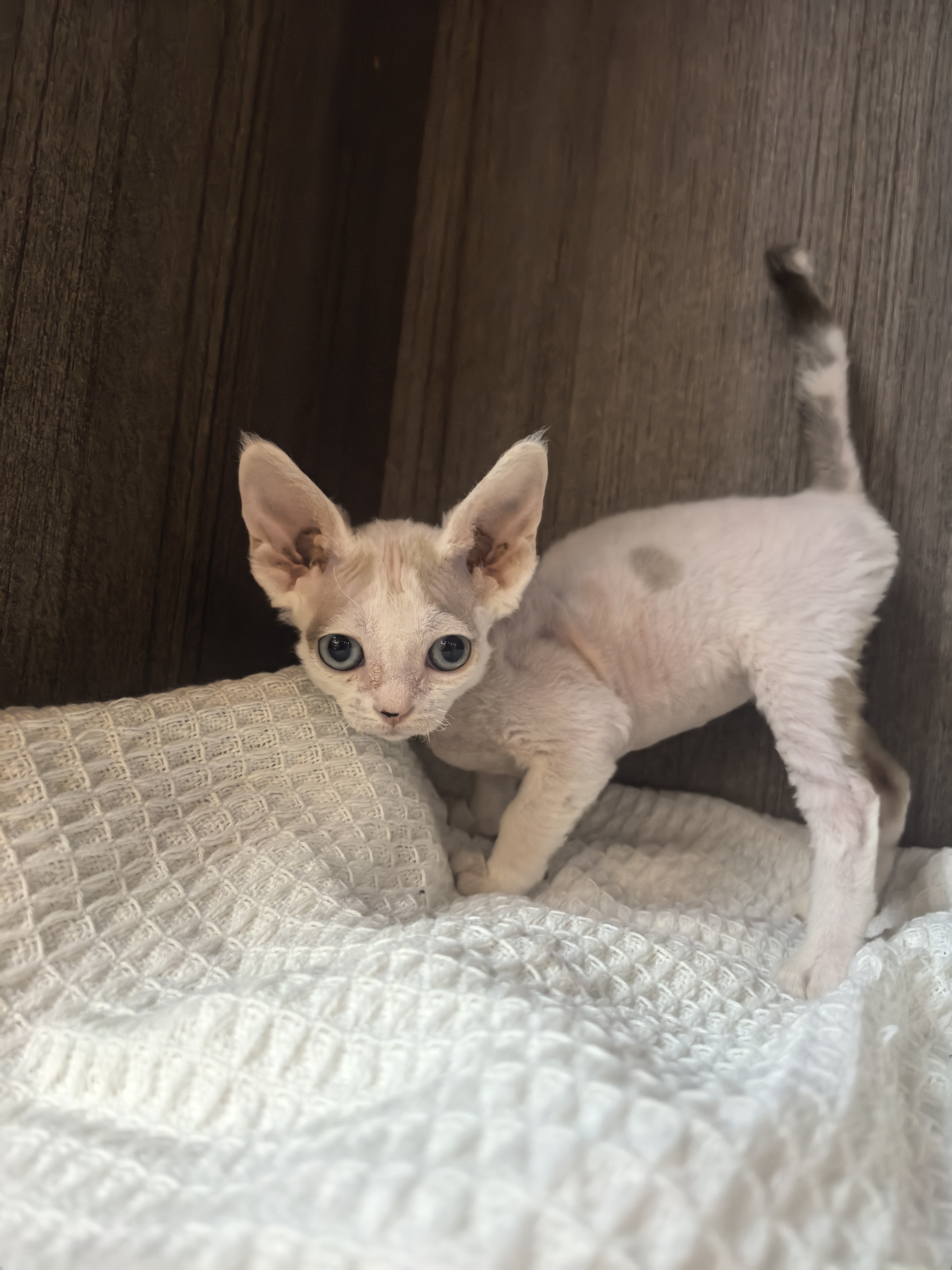 德文卷毛猫 蓝眼睛 稀有淡化咖白樊 妹妹999